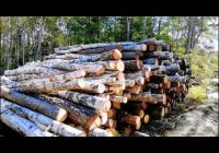 Объёмы заготовки леса достигли исторических максимумов