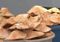 Случаи пищевых отравлений, связанные с употреблением грибов, фиксируют ежегодно