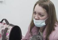 В ангарских ветеринарных больницах наступил сезон травм
