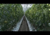 Шестьсот восемьдесят тысяч тонн зерна намолотили аграрии Иркутской области Шестьсот восемьдесят тысяч тонн зерна намолотили аграрии Иркутской области