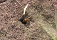 Дачникам на своих участках надо быть внимательнее