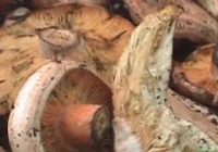 Эксперты рекомендует не собирать грибы, выросшие в загрязнённой местности