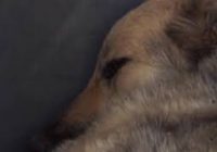 Количество кошек и собак практически во всех муниципалитетах растет