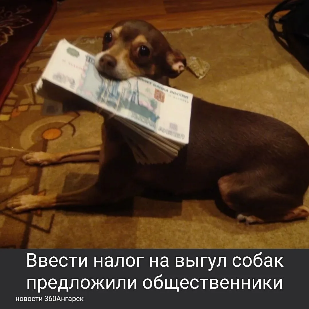 Ввести налог на выгул собак предложили общественники. А вырученные средства направлять на строительство площадок для животных, помощь ветеринарным клиникам и профилактические работы.