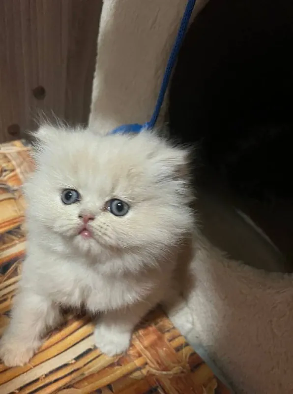 👏 Мы поздравляем победителей нашего котопроекта и рассказываем про них.