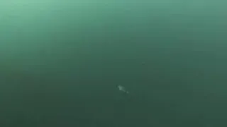 Новый год на глубине 11 метров: даже нерпа не осталась в стороне!