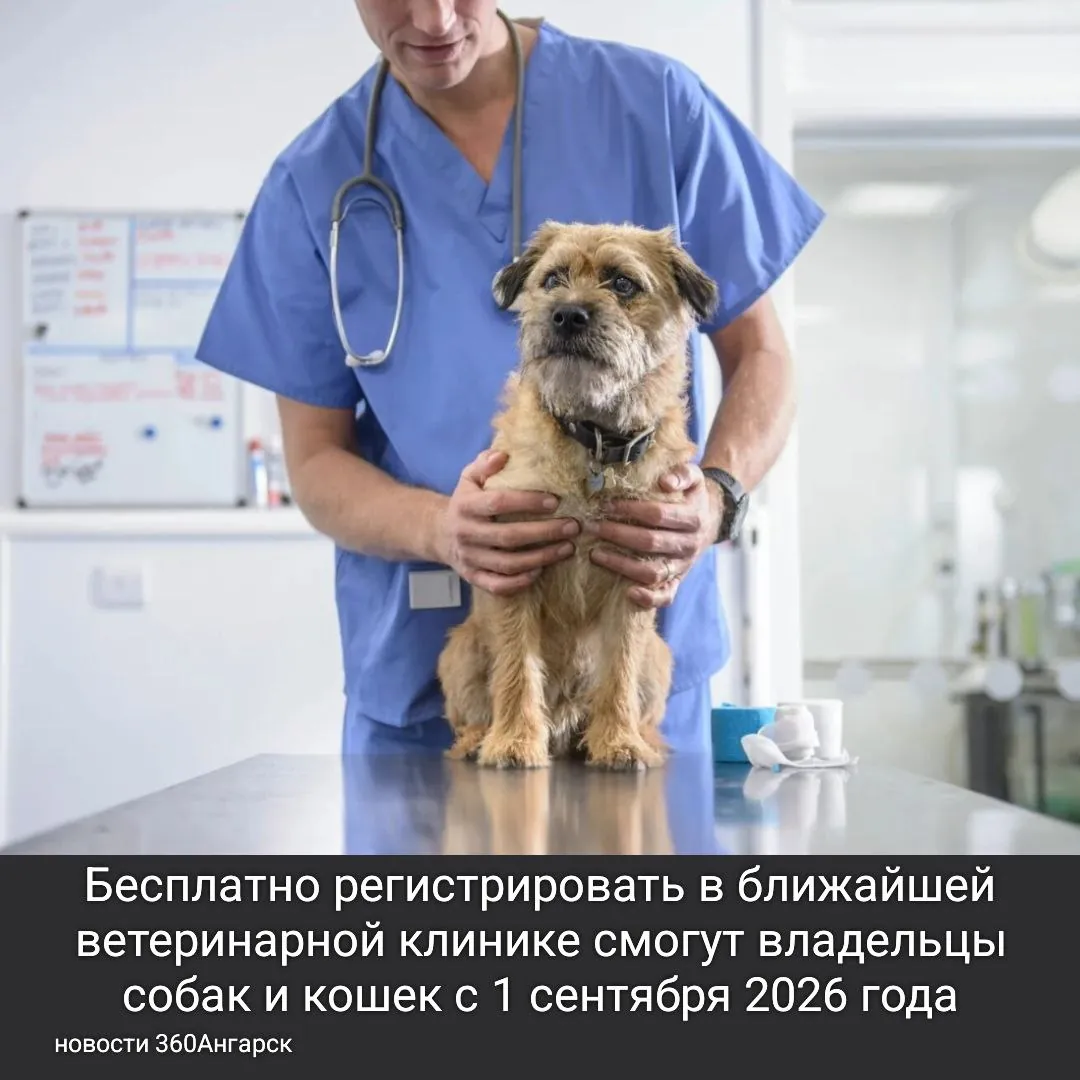 Бесплатно регистрировать в ближайшей ветеринарной клинике смогут владельцы собак и кошек с 1 сентября 2026 года. Бесплатно регистрировать в ближайшей ветеринарной клинике смогут владельцы собак и кошек с 1 сентября 2026 года.