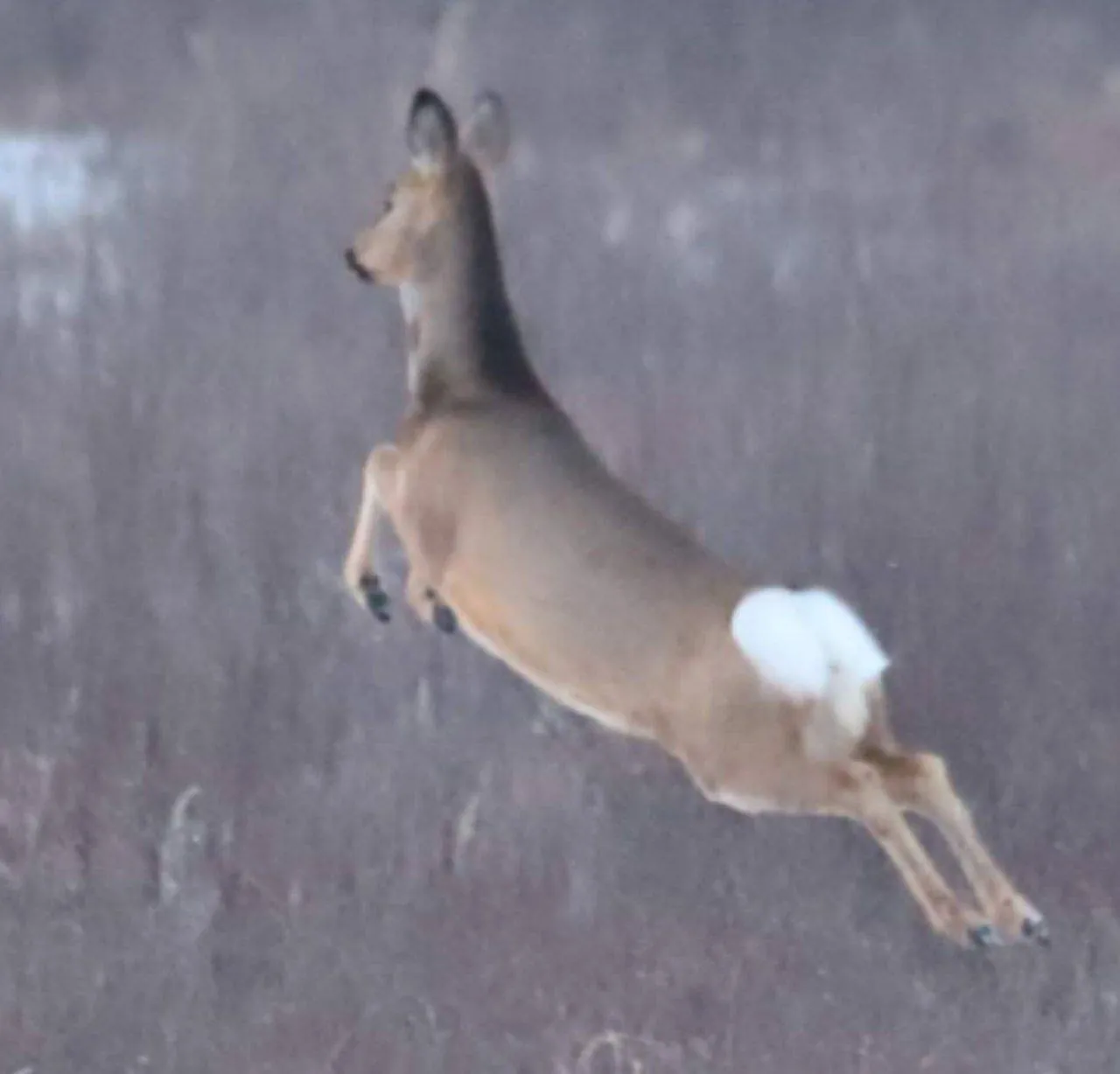 «Я свободен, словно птица в небесах»
