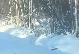 На загородной трассе экипаж ДПС заметил сову. Госинспекторы аккуратно поймали птицу и доставили её в местный Дом природы. На загородной трассе экипаж ДПС заметил сову. Госинспекторы аккуратно поймали птицу и доставили её в местный Дом природы.