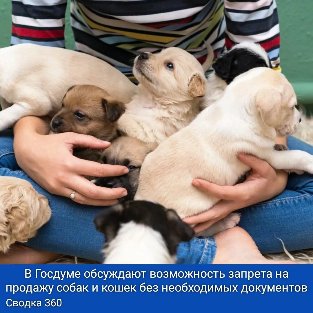 В Госдуме обсуждают возможность запрета на продажу собак и кошек без необходимых документов.