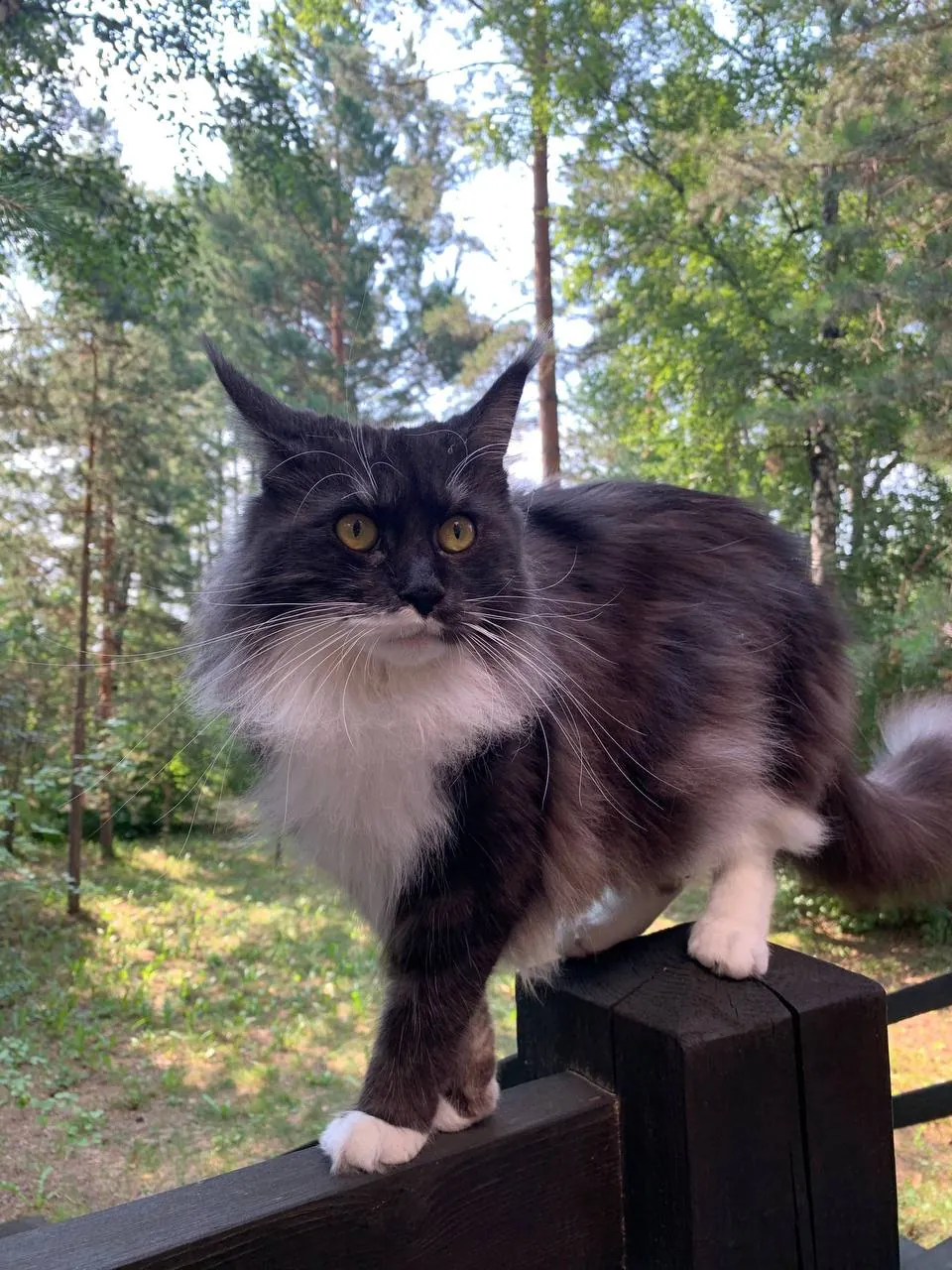 😻 Отправляйте в комментарии фото ваших котов/кошек и подпишите имя питомца! А потом вместе выберем самых популярных хвостатых по мнению зрителей телеканала «360Ангарск» и расскажем о них в новостях!