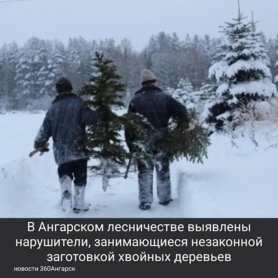 В Ангарском лесничестве выявлены нарушители, занимающиеся незаконной заготовкой хвойных деревьев.