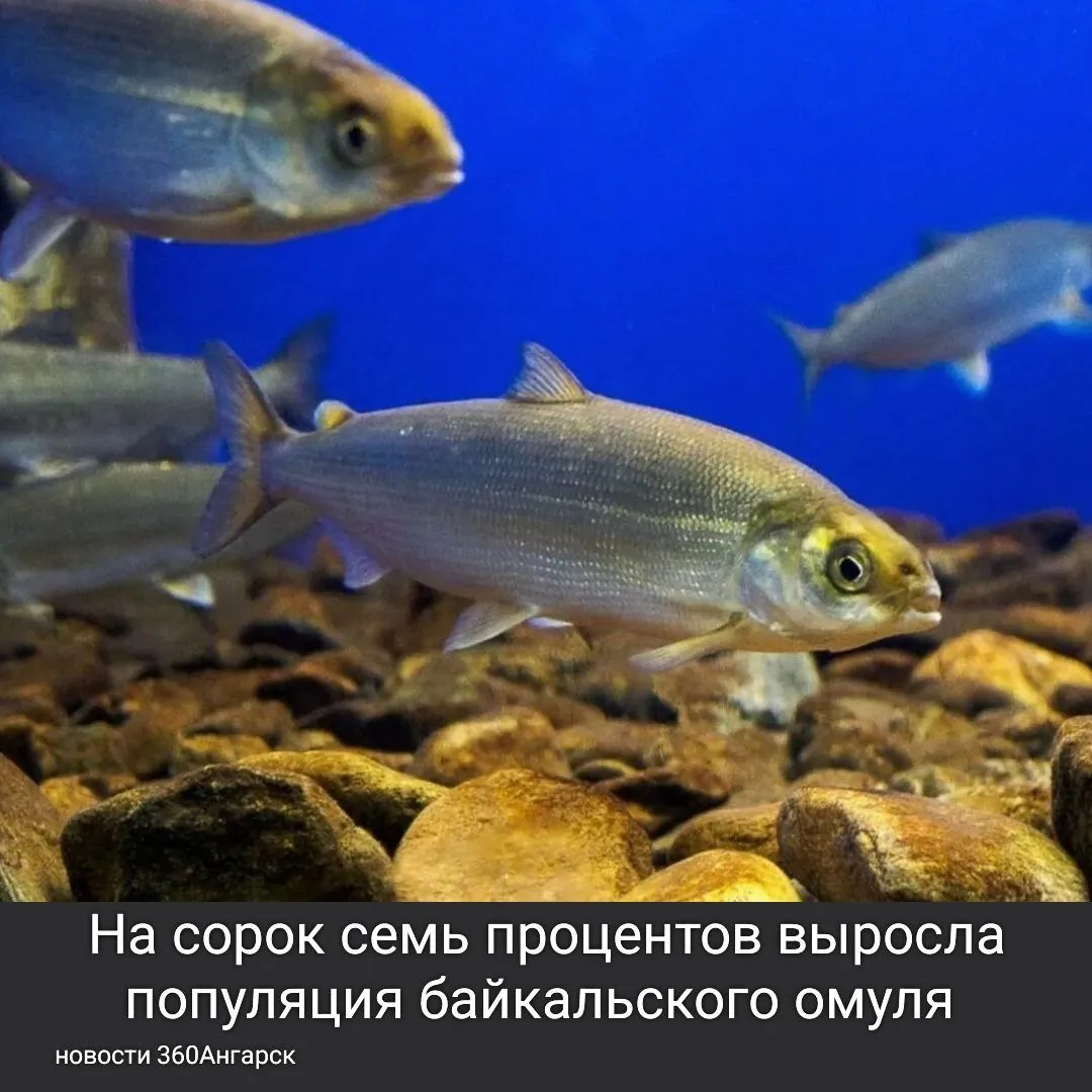 На сорок семь процентов выросла популяция байкальского омуля после введения моратория на вылов.