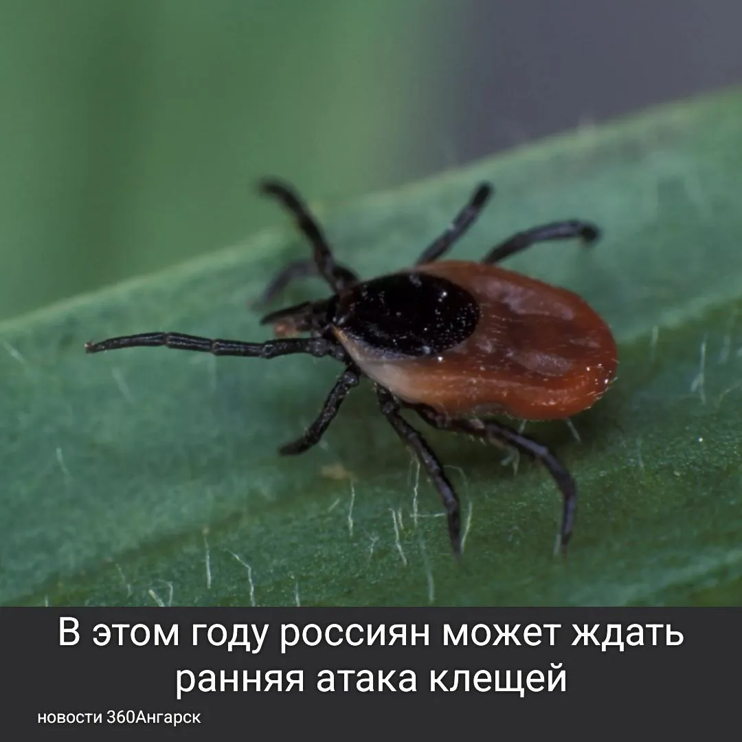 В этом году россиян может ждать ранняя атака клещей. Из-за снежной зимы насекомые выжили под землей и могут начать активность уже в апреле, вместо привычных мая-июня. Массовые укусы ожидаются, когда температура воздуха достигнет +9…+10 °C.