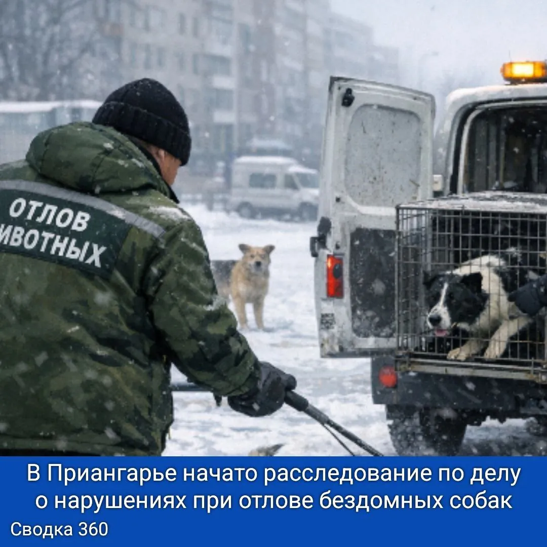 В Приангарье начато расследование по делу о нарушениях при отлове бездомных собак.