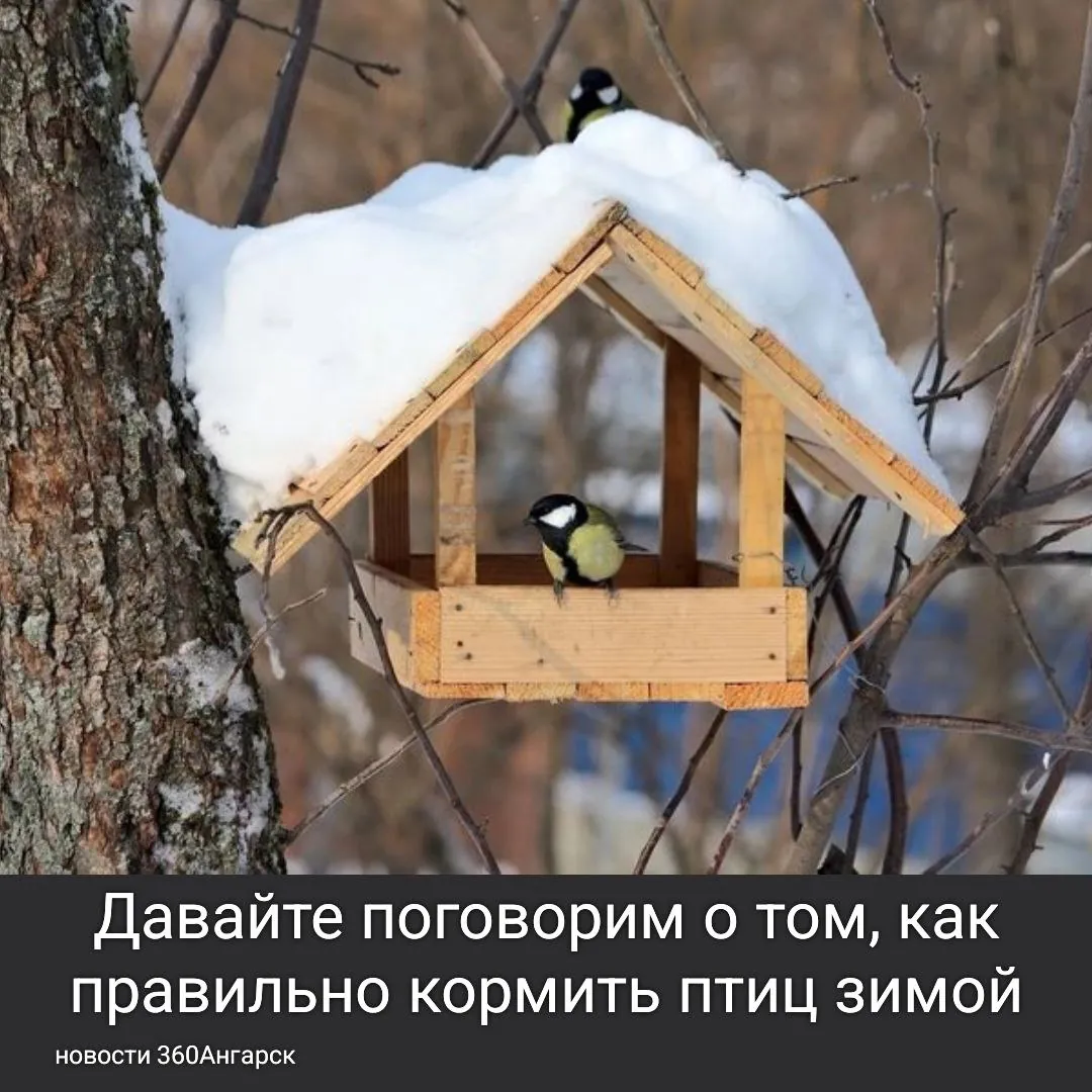 Есть среди наших подписчиков любители пернатых?