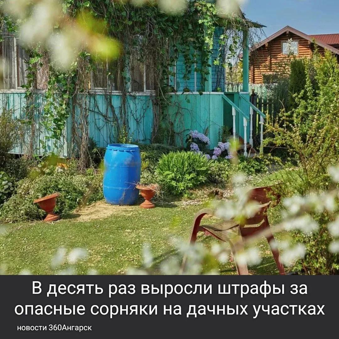 В десять раз выросли штрафы за опасные сорняки на дачных участках. Отныне владельцы земли обязаны бороться не только с борщевиком, но и с другими чужеродными растениями.