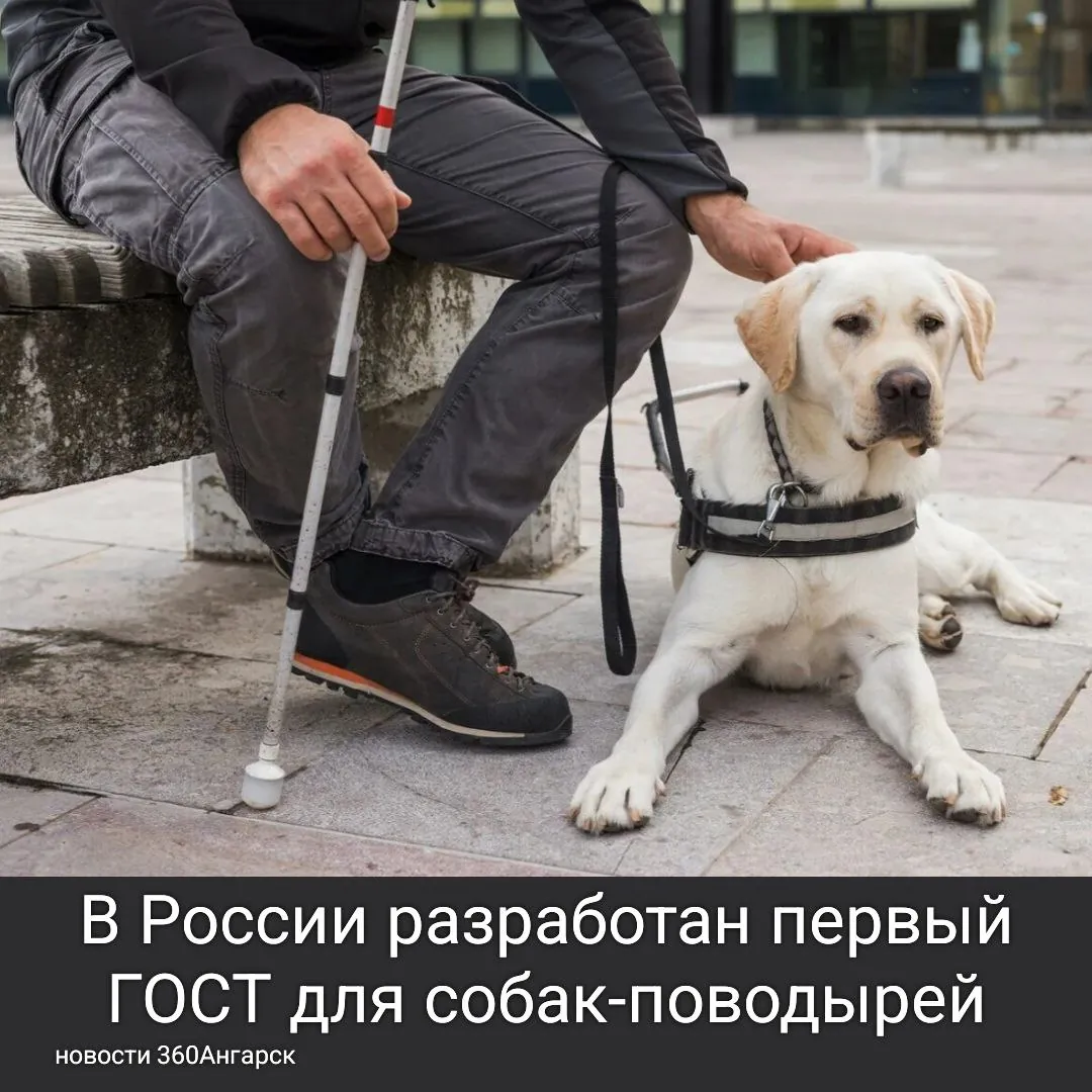В России разработан первый ГОСТ для собак-поводырей. Питомцы должны спокойно относиться к экипировке, не проявлять агрессию и иметь минимальный охотничий инстинкт. Они должны оставаться рядом с владельцем и выполнять его команды, при этом ответственность за поведение собаки лежит на хозяине.