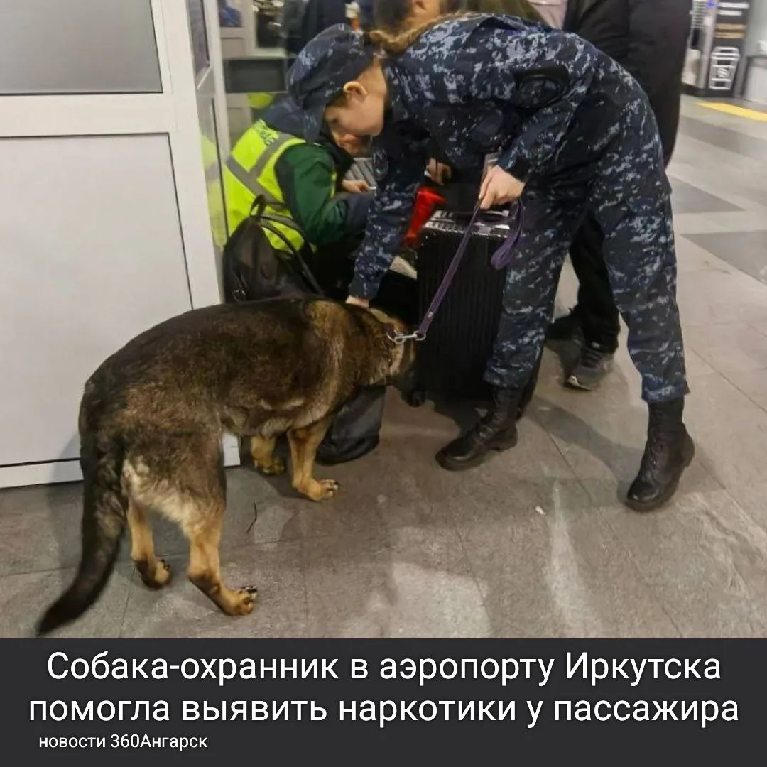 В аэропорту Иркутска служебная собака по кличке Лети заметила подозрительного мужчину и подала сигнал о возможном наличии запрещенных веществ.