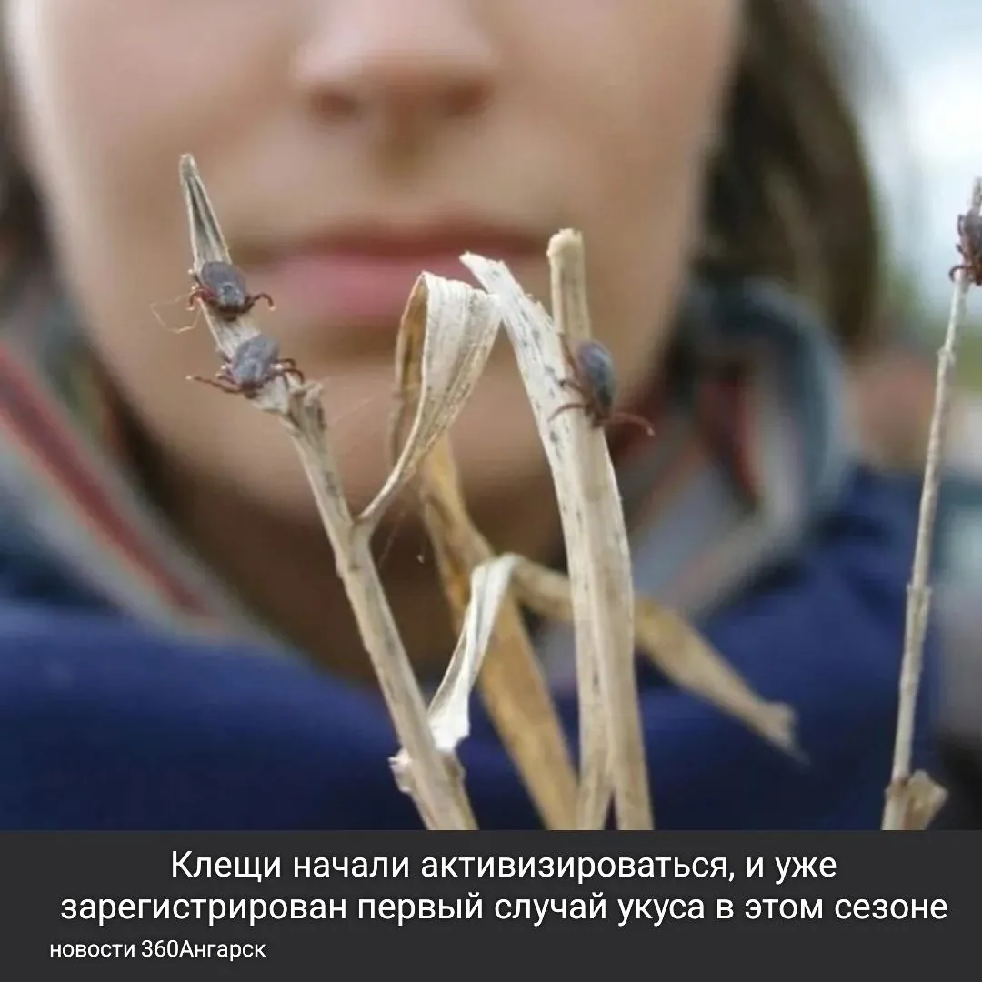 Клещи начали активизироваться, и уже зарегистрирован первый случай укуса в этом сезоне.