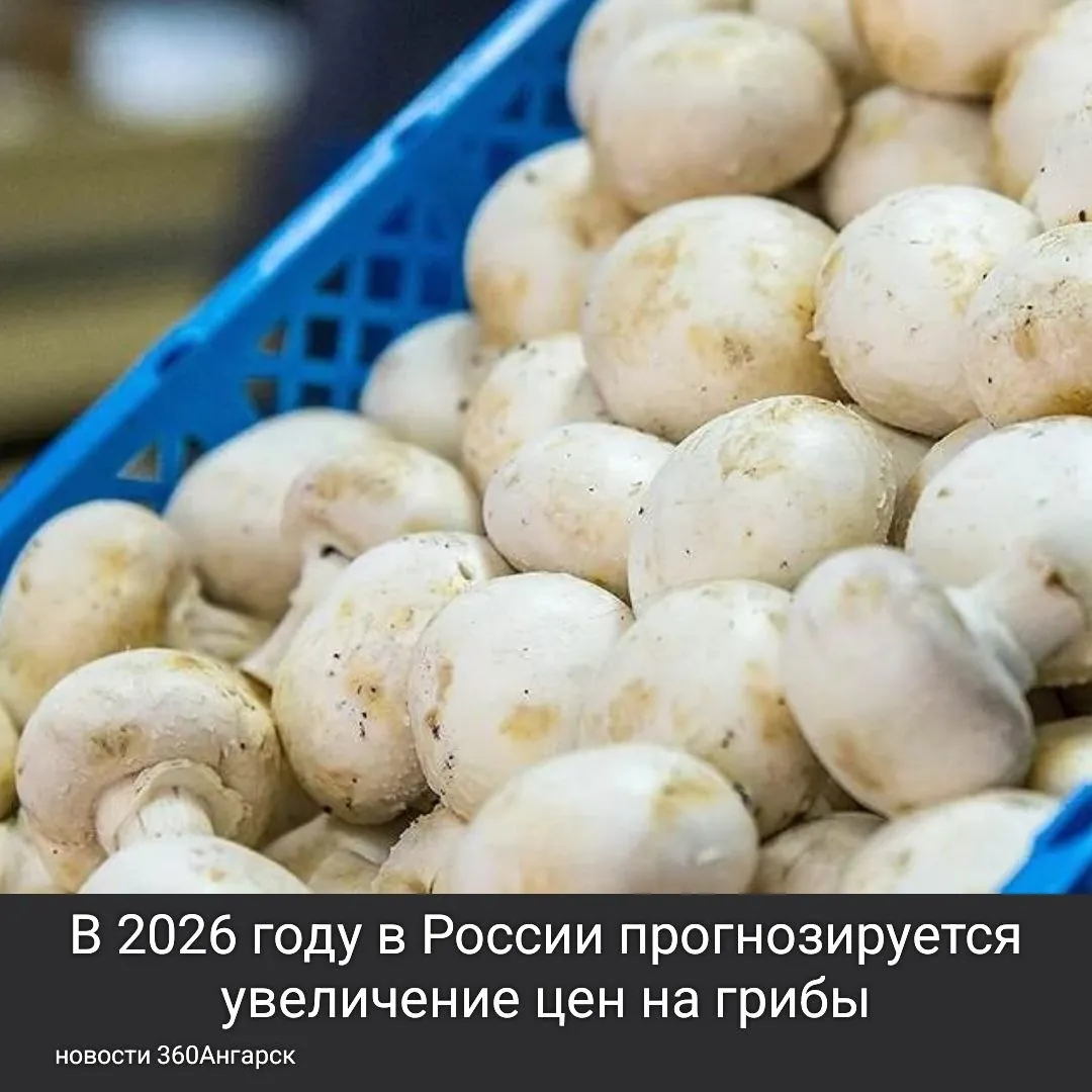 В 2026 году в России прогнозируется увеличение цен на грибы, что затронет как дикорастущие, так и переработанные виды.