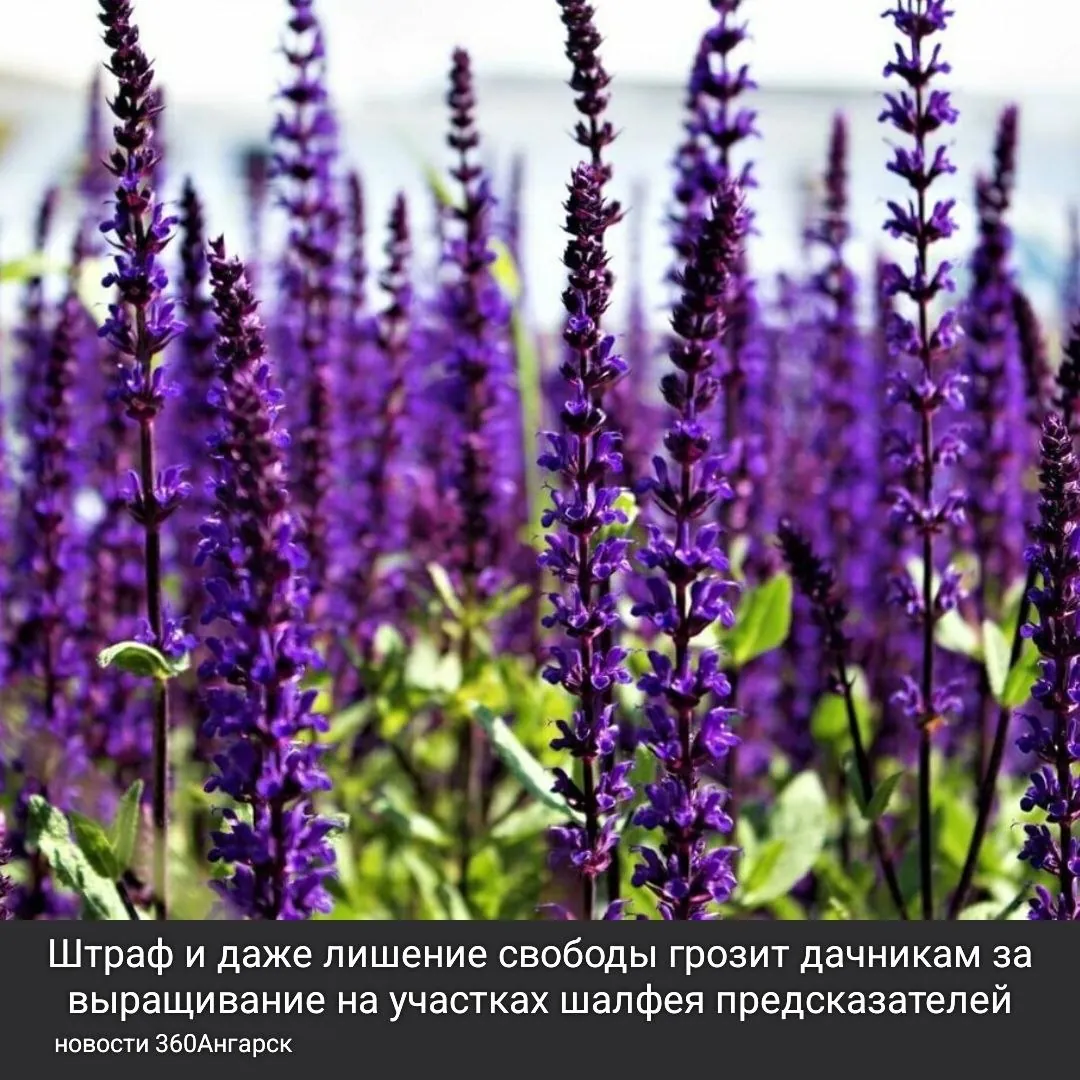 Штраф и даже лишение свободы грозит дачникам за выращивание на участках шалфея предсказателей.