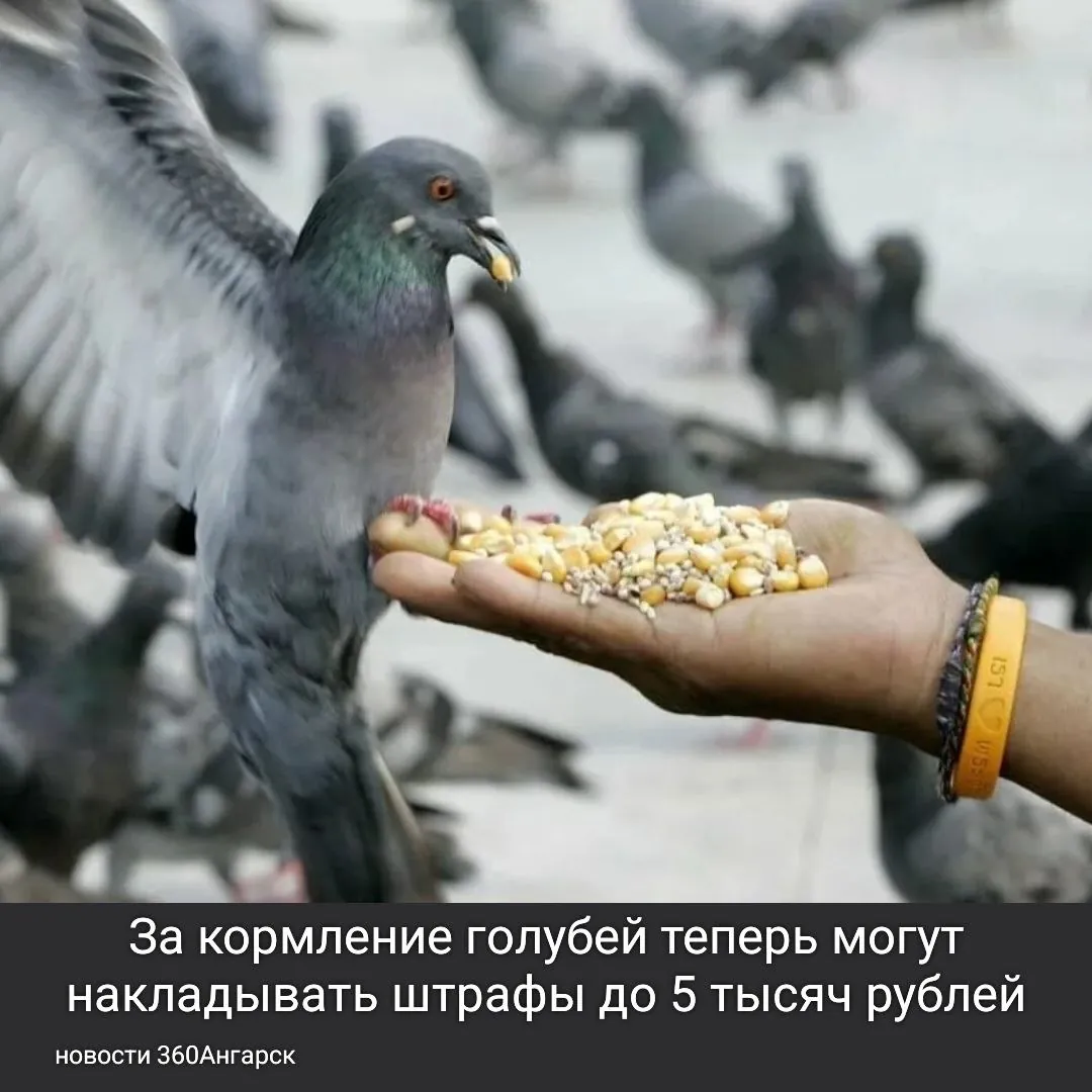 Скопление голубей во дворах и на детских площадках приводит к загрязнению территории пометом и остатками еды, что в свою очередь привлекает грызунов и создает риск распространения инфекций. Как пояснил юрист, кормление этих птиц может нарушать санитарные нормы и правила благоустройства.