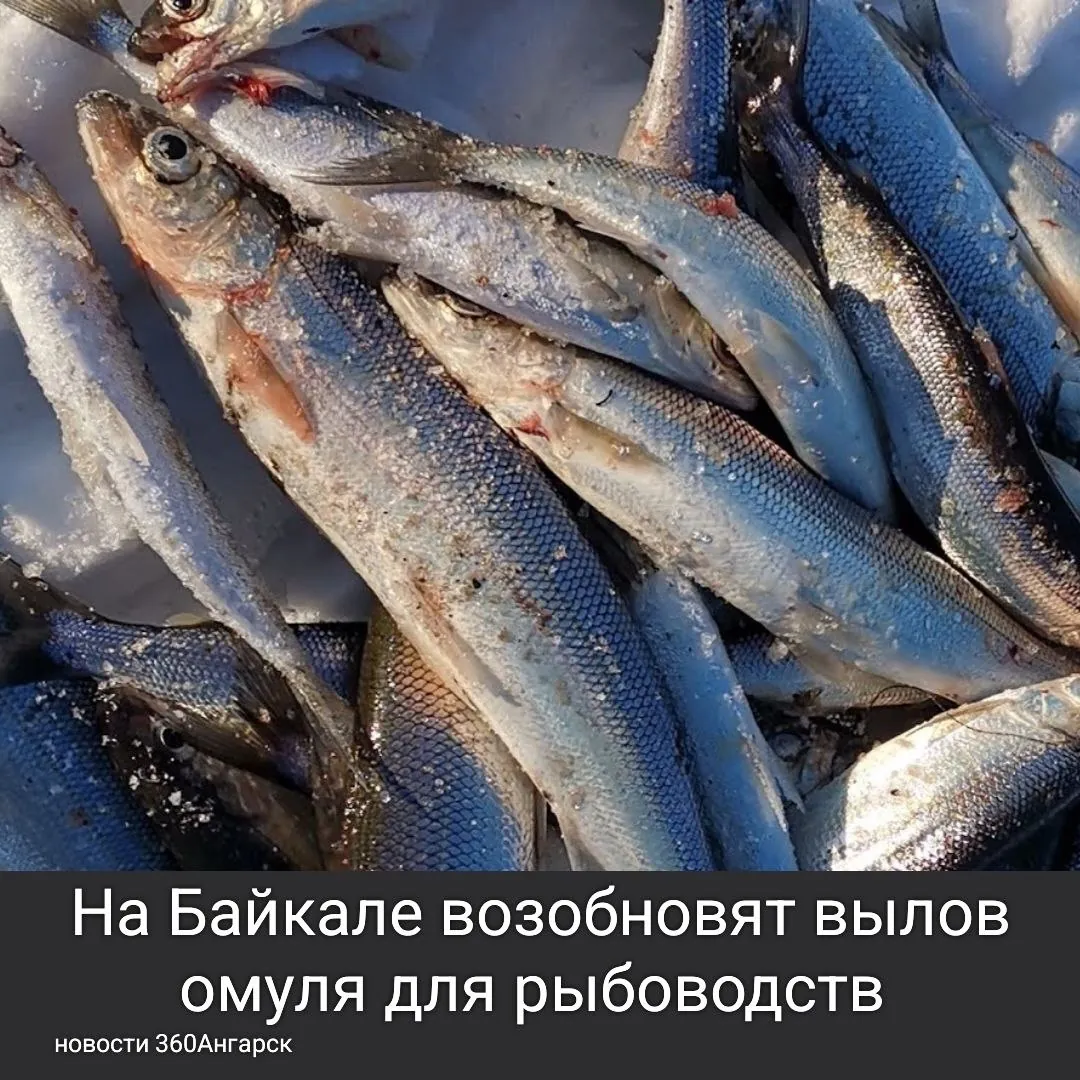 На Байкале возобновят вылов омуля для рыбоводств – первый запрет на это ввели девять лет назад.