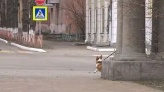 Несколько недель хвостатые и усатые жители городского округа красовались в ленте новостей наших социальных сетей, где проходил конкурс «Пушистый Ангарск», а народным голосованием выбирали лидера.