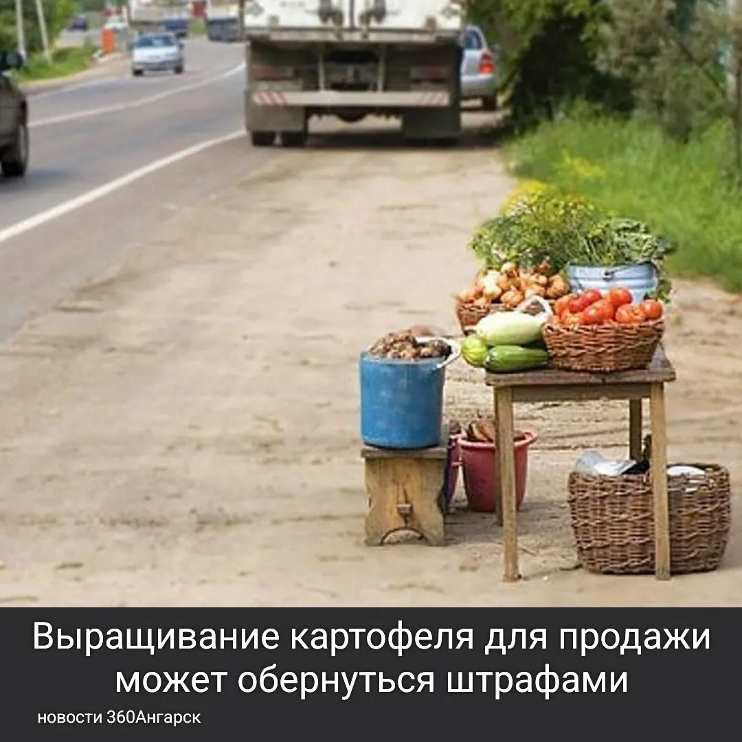 Выращивать картошку на своем дачном участке для личного потребления абсолютно законно и не приведет к наказанию. Однако, если вы планируете продавать свой урожай, необходимо соблюдать определенные правила.
