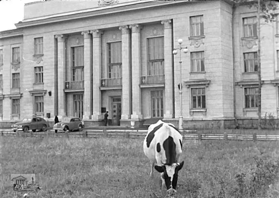 г. Ангарск. Главная площадь. Горсовет. Коровы! Такие картины можно наблюдать и в других местах: на улицах, на газонах, в кварталах. Коровы безнаказанно делают всё, что угодно. Как вам это нравится?