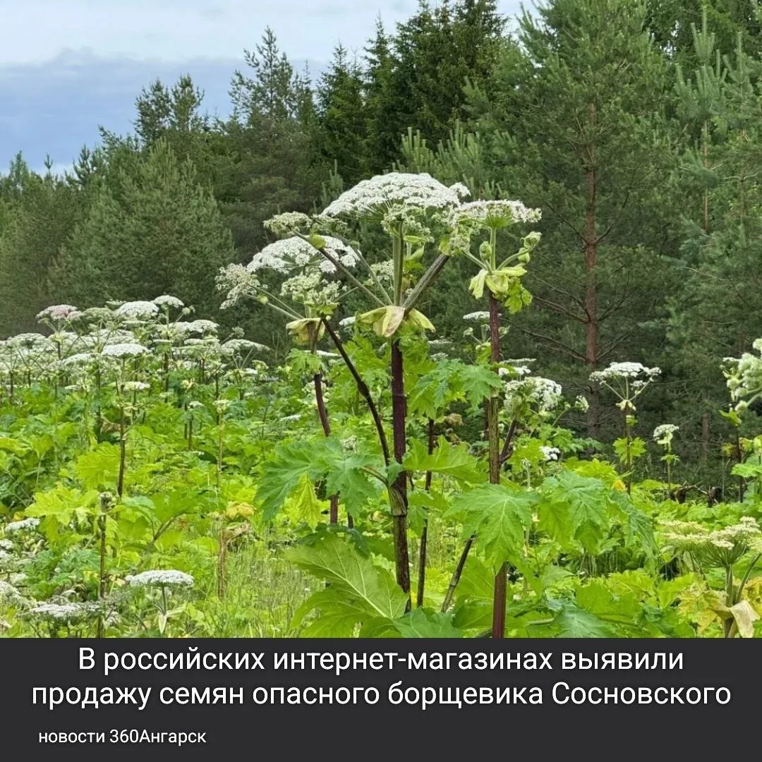 В российских интернет-магазинах выявили момент продажи семян опасного борщевика Сосновского, который может уничтожить огороды и вызывает серьезные ожоги.