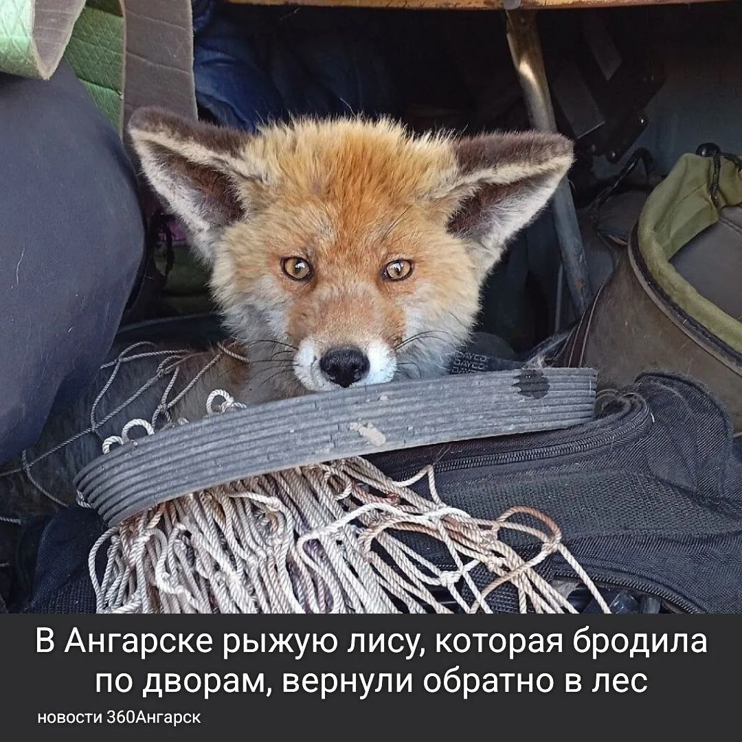 В Ангарске рыжую лису, которая бродила по дворам, вернули обратно в лес.