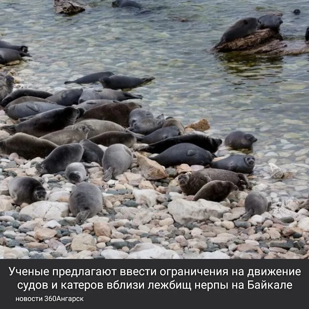 Ученые предлагают ввести ограничения на движение судов и катеров вблизи лежбищ нерпы на Байкале.