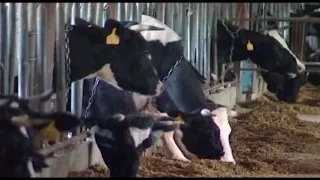 Производство мяса наращивают сельхозпроизводители Приангарья.