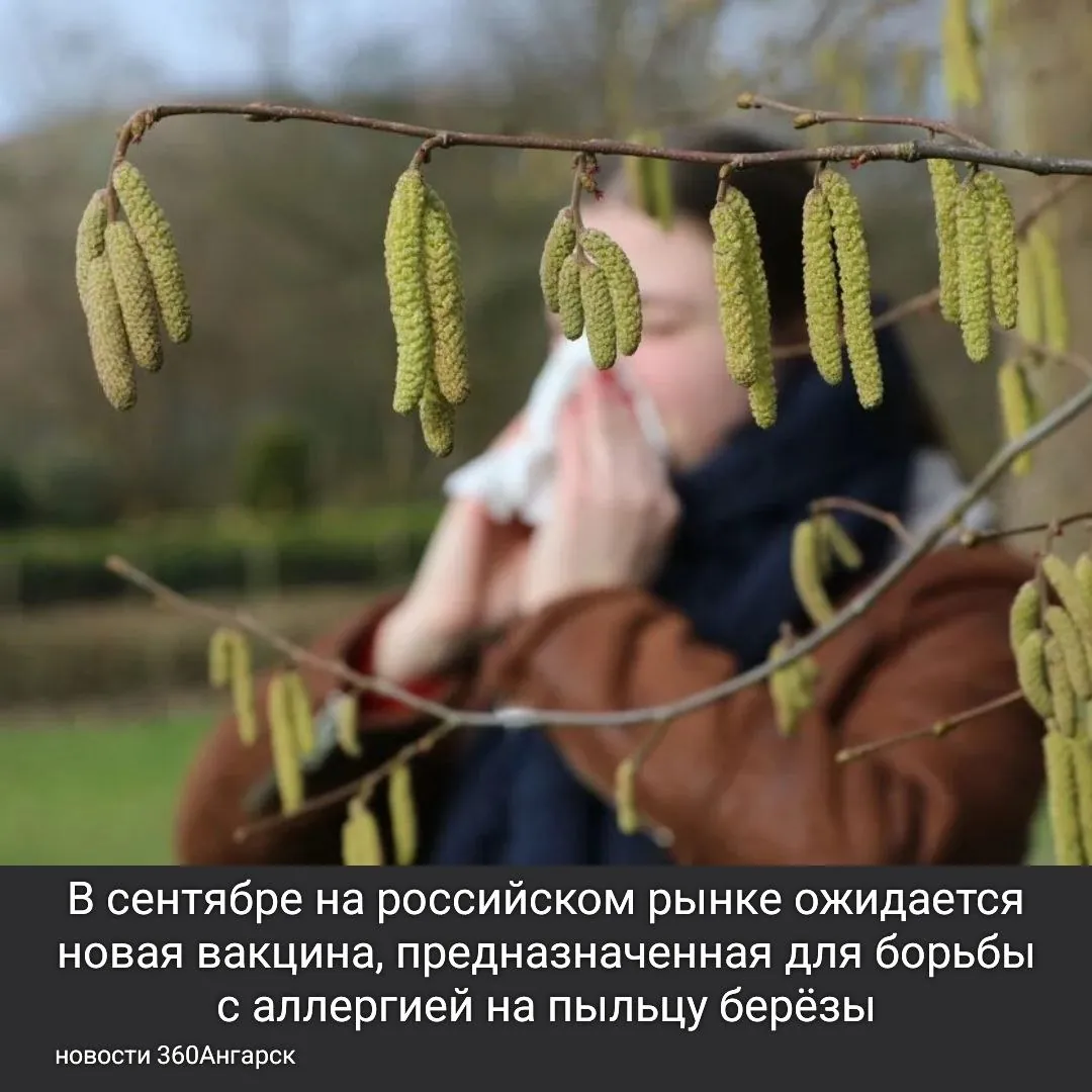 В сентябре на российском рынке ожидается новая вакцина, предназначенная для борьбы с аллергией на пыльцу берёзы.