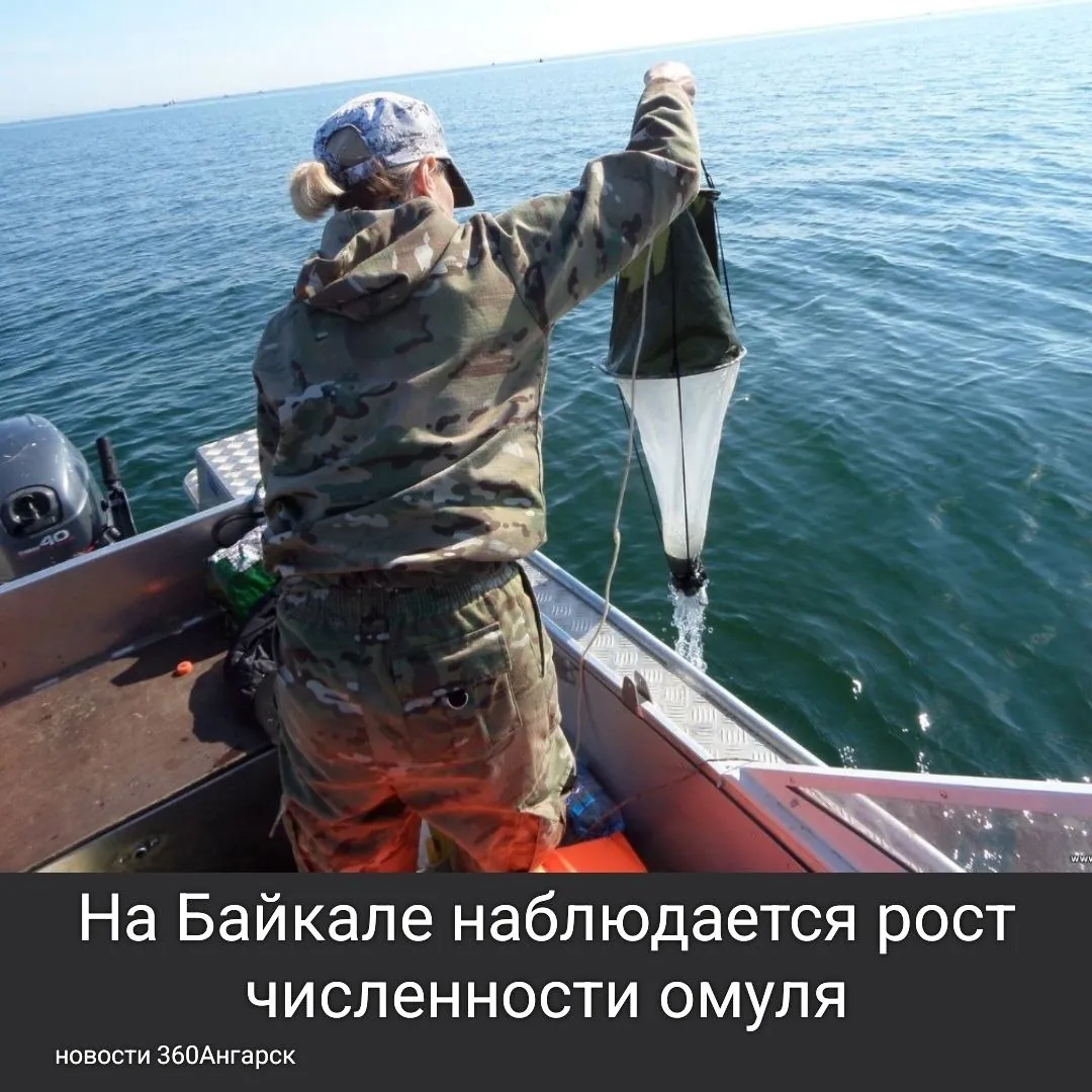 Недавние исследования показали, что популяция байкальского омуля стабильно увеличивается. Рыба равномерно распределена по большому участку озера, от Посольского сора до мыса Облом.