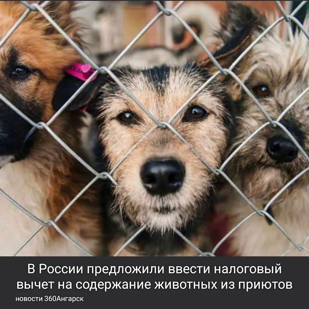 В Госдуме обсуждается новая инициатива, которая может обрадовать любителей домашних животных. Планируется ввести налоговый вычет для тех, кто принимает питомцев из приютов. Этот вычет будет действовать в течение трех лет с момента, когда животное попадает в новую семью.