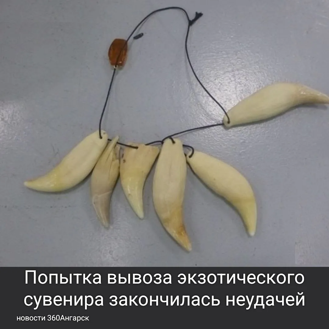 На борту рейса Иркутск — Пекин один из пассажиров решил взять с собой необычное украшение — ожерелье, состоящее из шести медвежьих клыков и кулона из янтаря. Однако, не имея при этом никаких документов на эти предметы, он не учел, что это может вызвать подозрения.