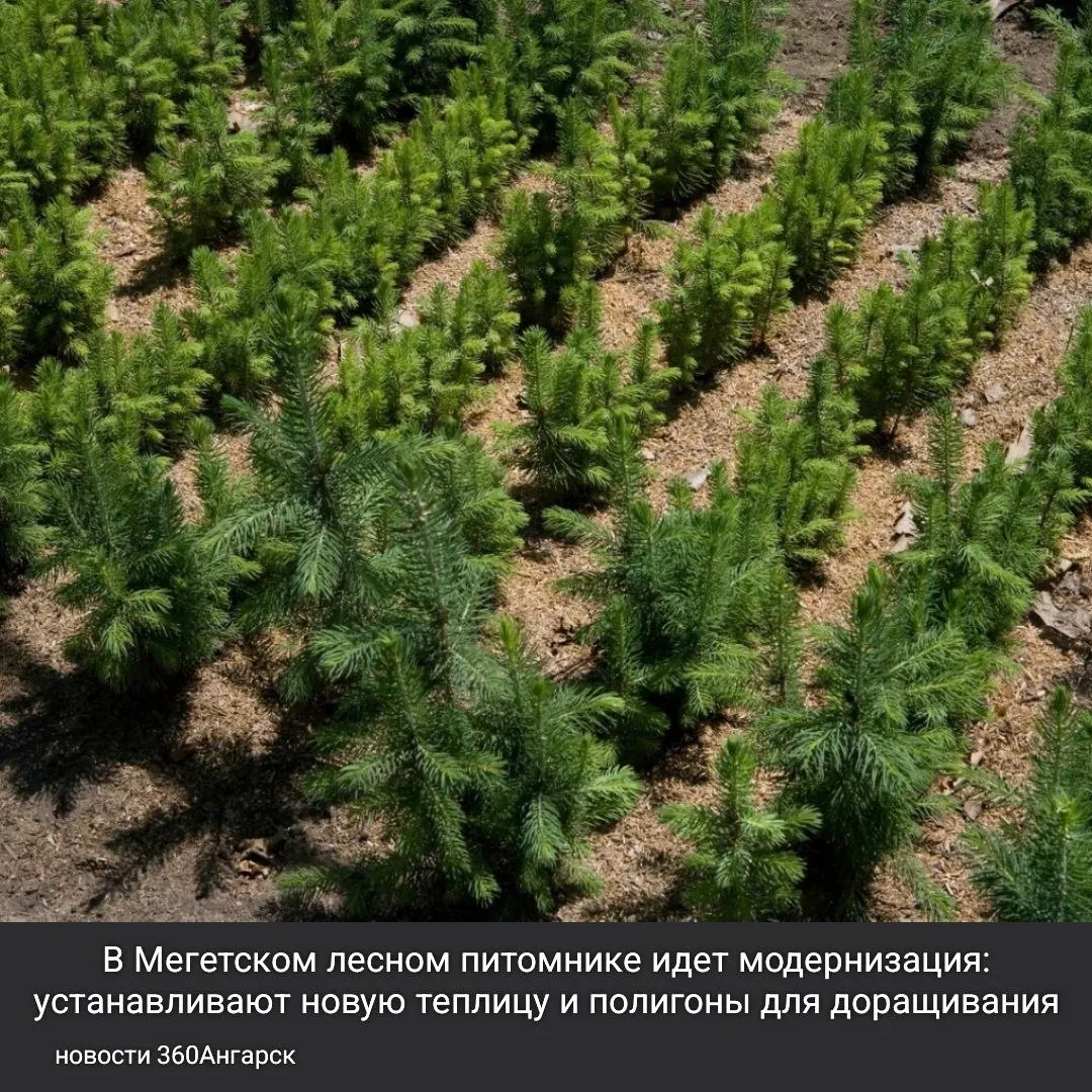 В Мегетском лесном питомнике идет модернизация: устанавливают новую теплицу и полигоны для доращивания. В планах – добавить четыре новые теплицы к уже действующим пяти. Закуплена техника для получения семян, работы с торфом и автоматизированные системы полива, что позволит увеличить выпуск сеянцев с