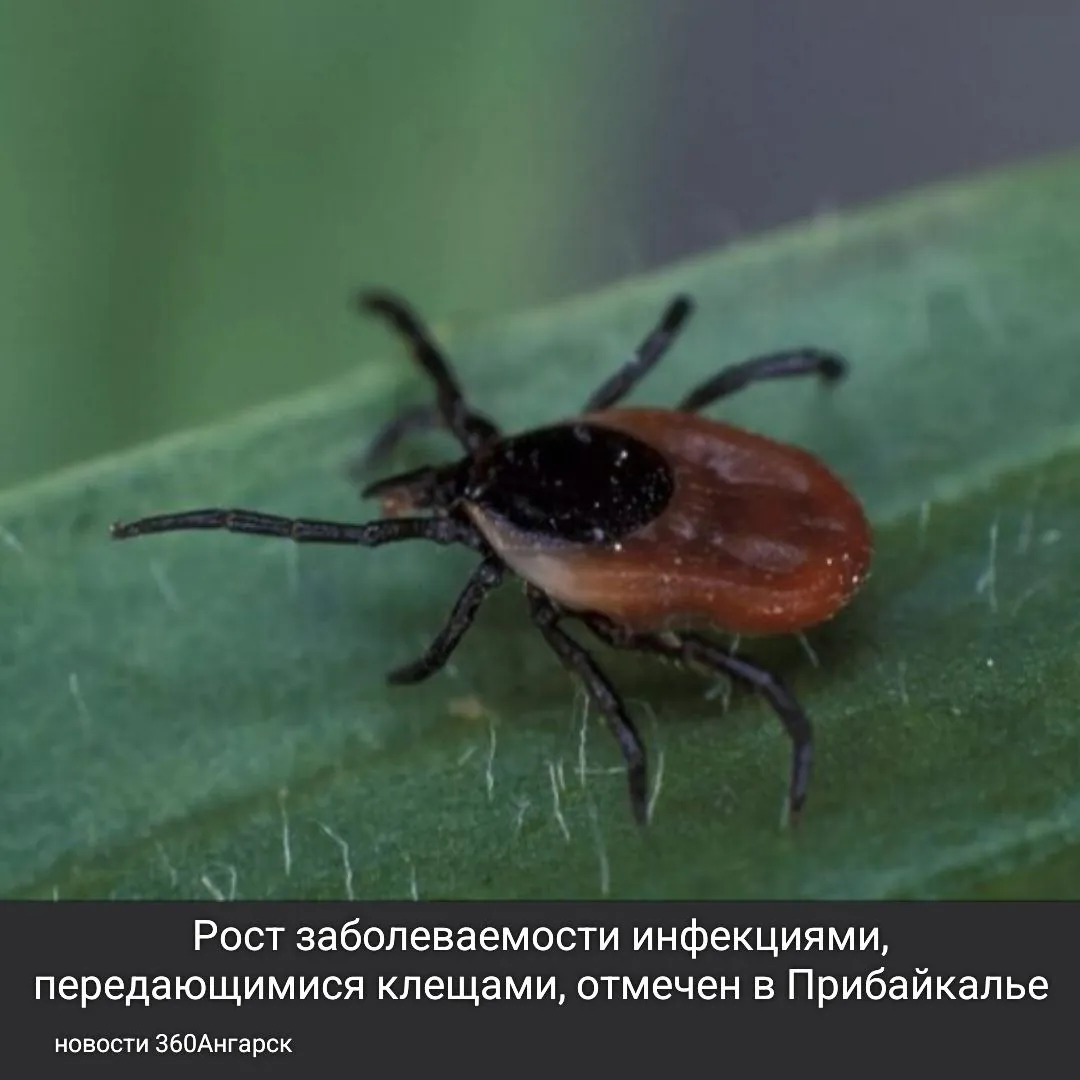 Рост заболеваемости инфекциями, передающимися клещами, отмечен в Прибайкалье.