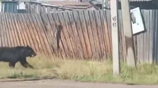 В Бурятии медведь напал на человека в селе Охор-Шибирь. К счастью, мужчина смог вовремя заметить приближающегося хищника и, издав громкий крик, отвлек его внимание. Это дало возможность быстро скрыться в доме и избежать серьезных последствий.