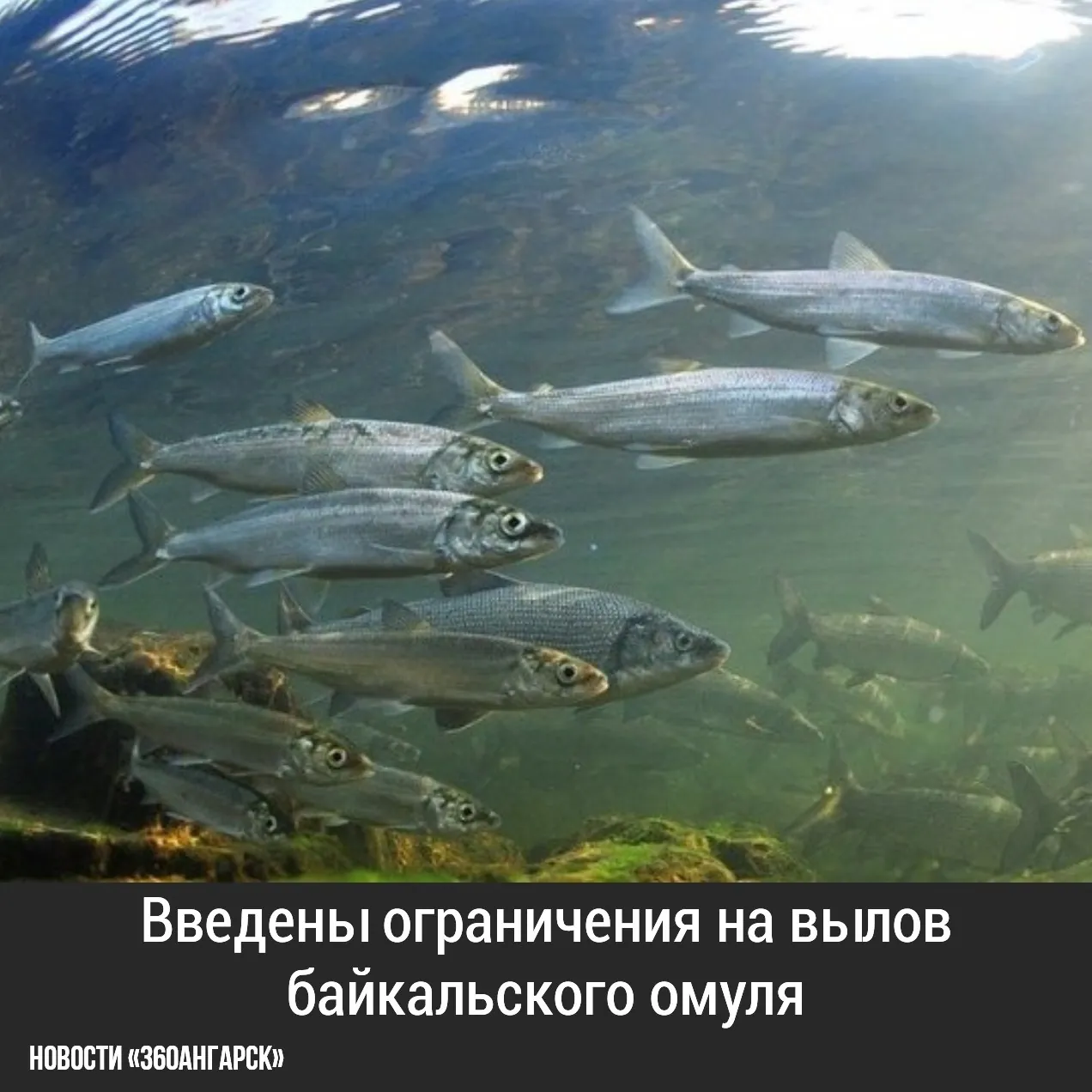 С 20 августа по 20 ноября 2026 года в Иркутской области введены ограничения на вылов байкальского омуля и пеляди из-за нерестового периода.