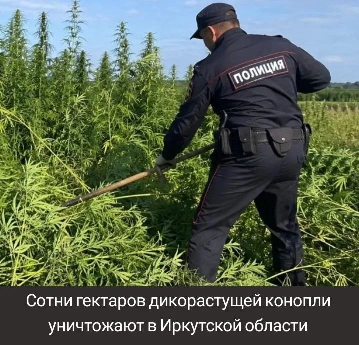 Сотни гектаров дикорастущей конопли уничтожают в Иркутской области.