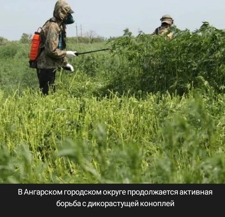 В Ангарском городском округе продолжается активная борьба с дикорастущей коноплей. В этом важном деле участвуют не только правоохранительные органы, но и общественные организации, а также неравнодушные жители.