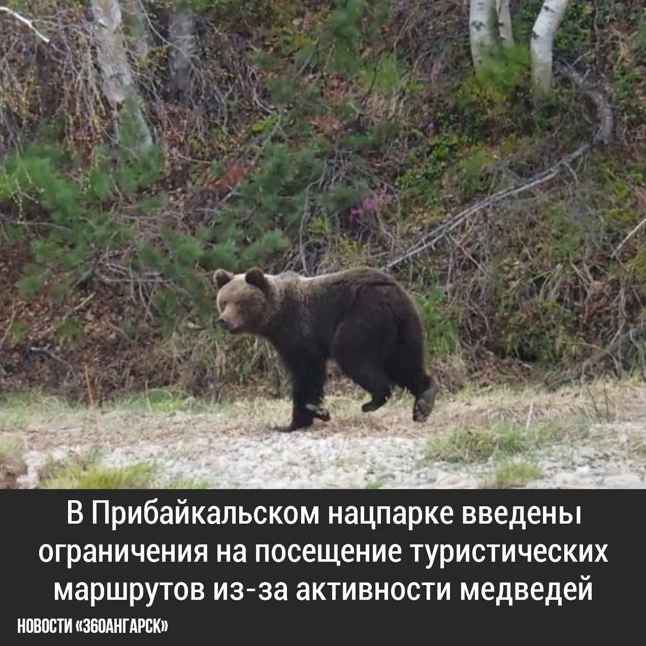 В Прибайкальском нацпарке введены ограничения на посещение туристических маршрутов из-за активности медведей.