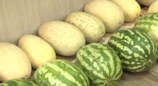 🤩 3 августа отмечено в календаре, как День арбуза.
