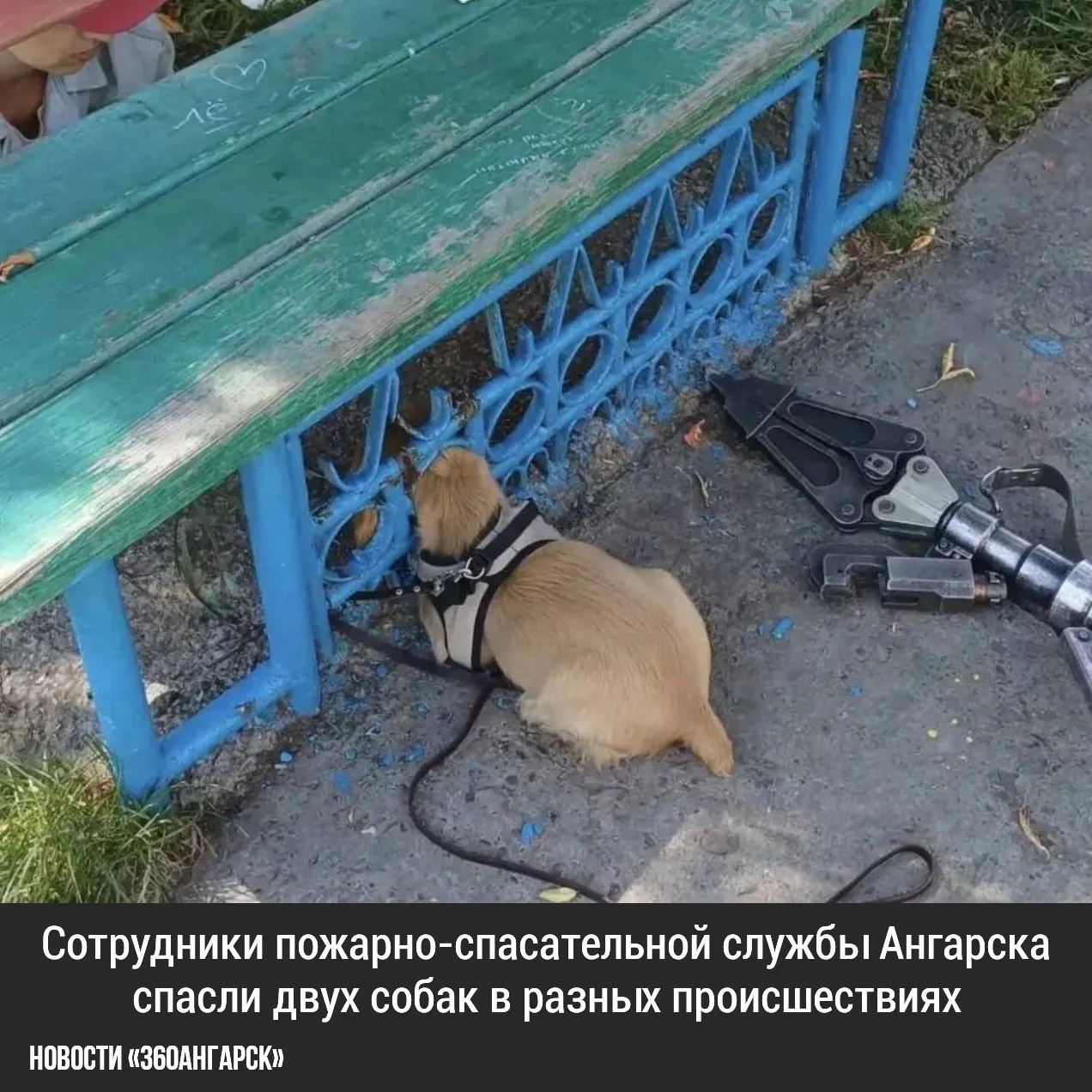 Сотрудники пожарно-спасательной службы Ангарска продемонстрировали свою смелость и профессионализм, спасая двух собак в разных происшествиях.
