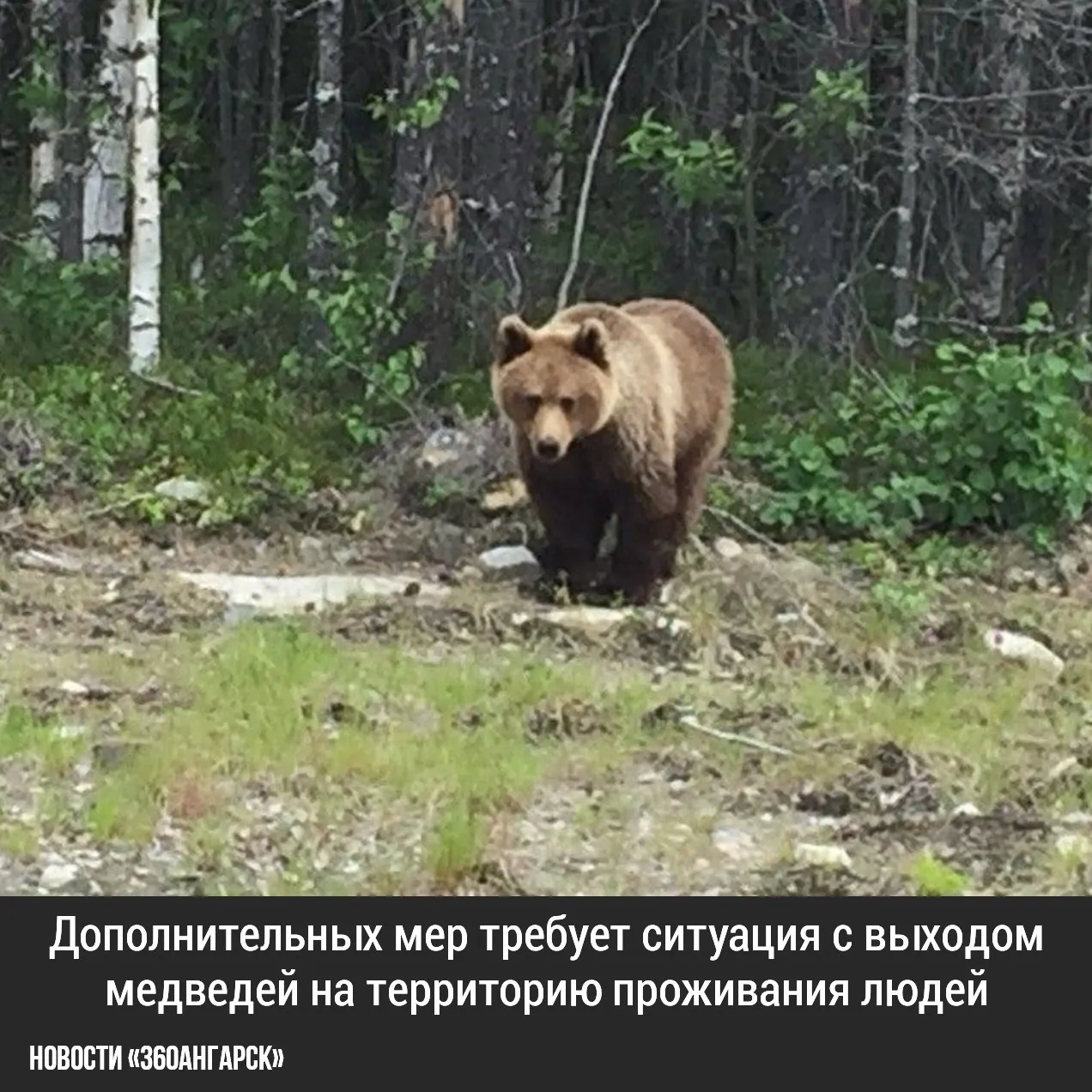 Дополнительных мер требует ситуация с выходом медведей на территорию проживания людей. Подобные случи были отмечены и в ангарском округе.