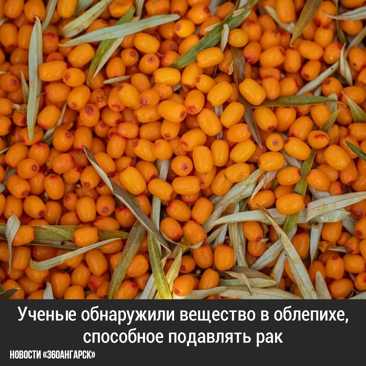 Исследователи из России провели изучение противоопухолевых свойств казуариктина, который содержится в листьях облепихи.
